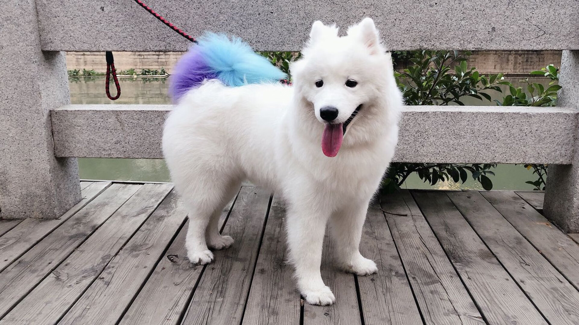 开云官方网站-《Dota 2华北职业联赛，LGD赢得赛季冠军》，dota2河北比赛