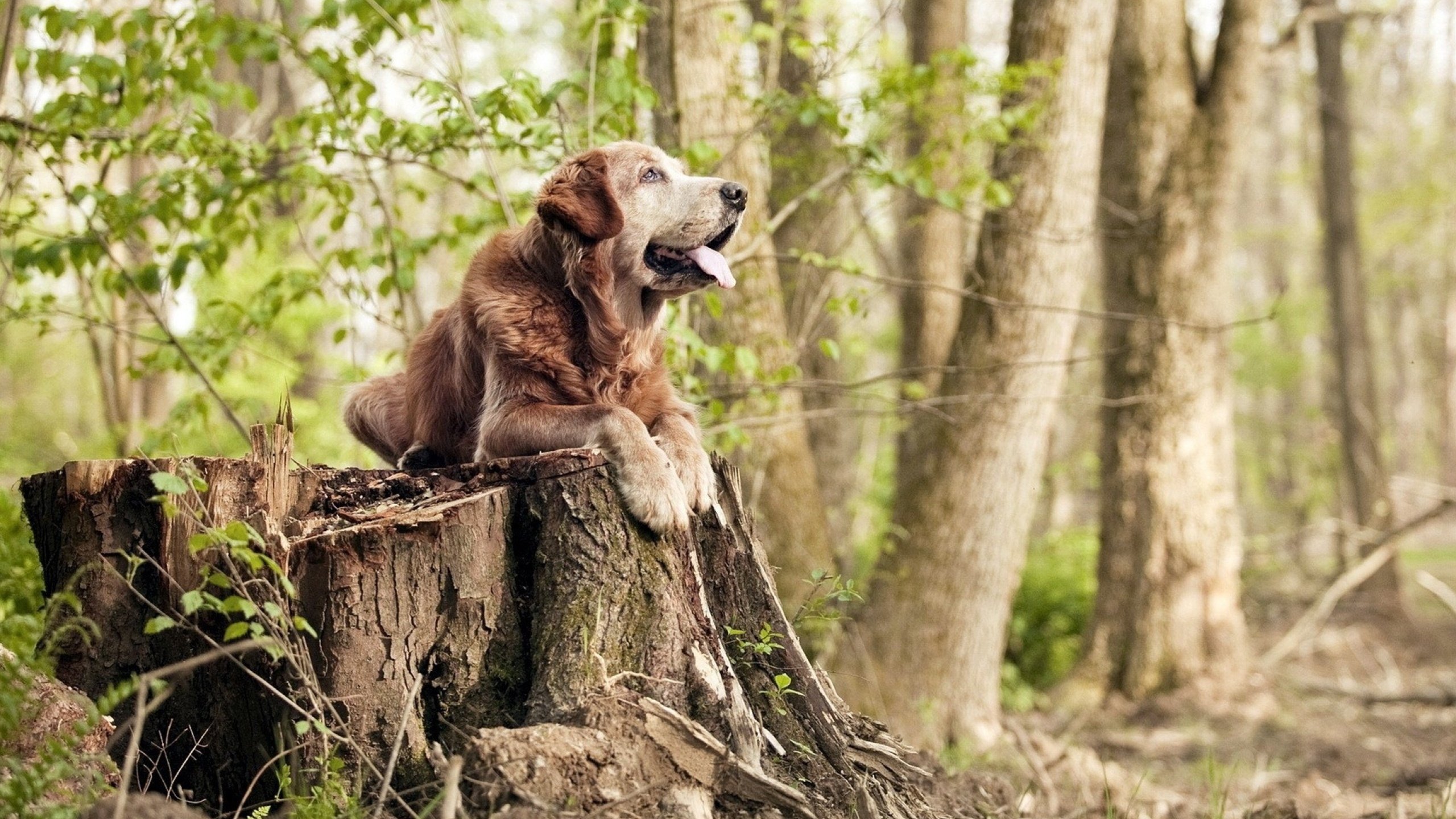 开云·Kaiyun网页版-阿根廷国家队观看湖人比赛，备战与哥斯达黎加的友谊赛，阿根廷 nba