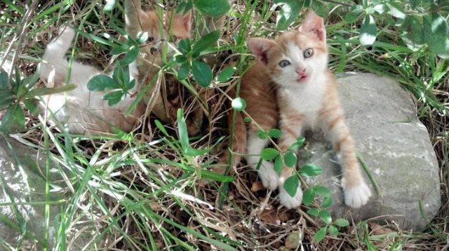 塞维利亚主场失分，遗憾战平劲敌，塞维利亚队
