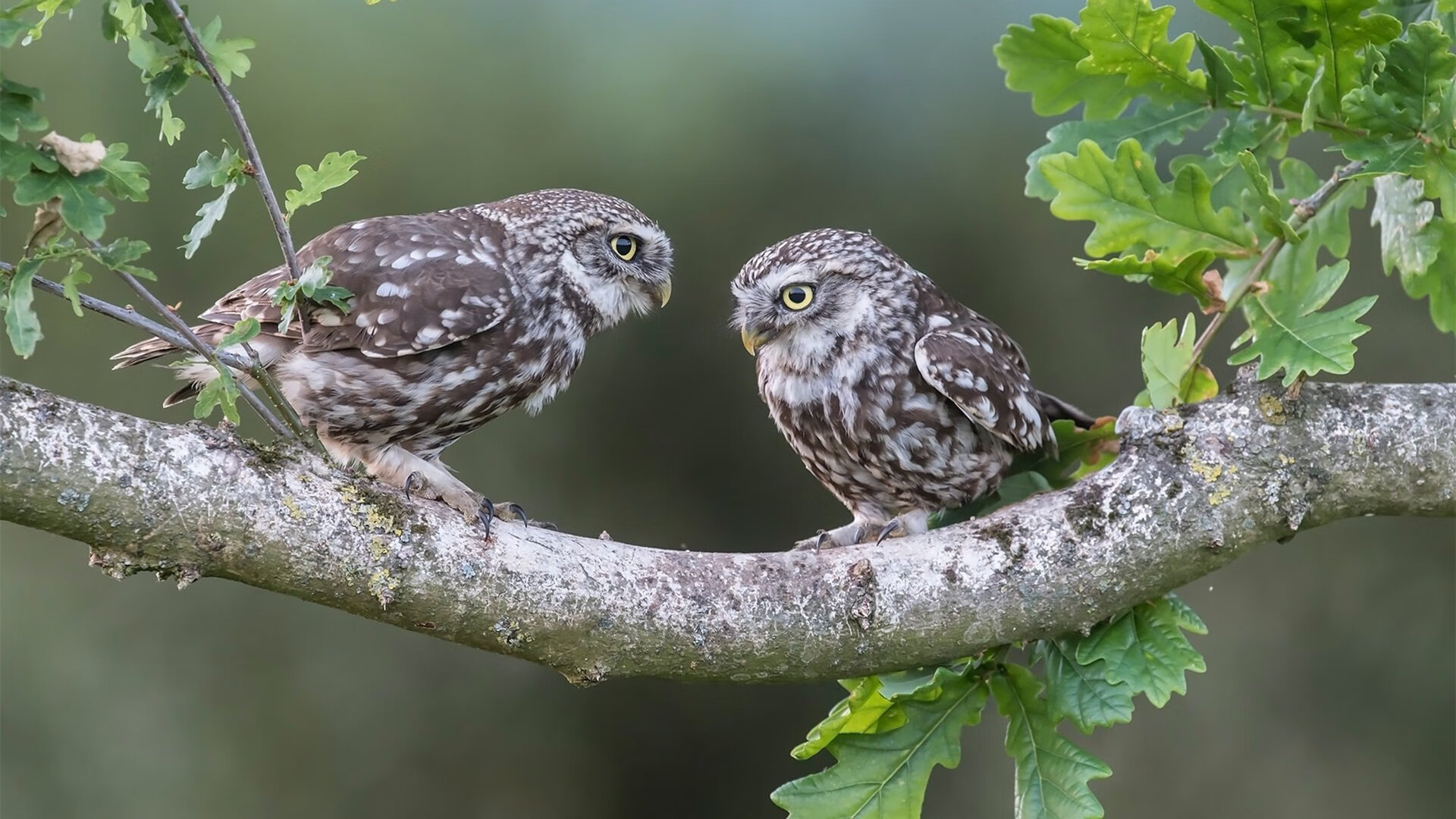 意大利战平葡萄牙，欧预赛实力相当，意大利战平葡萄牙,欧预赛实力相当于什么
