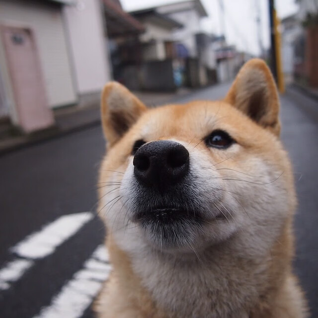 电竞主播内容版权保护现状及法律应对措施分析，电子竞技直播侵犯著作权吗