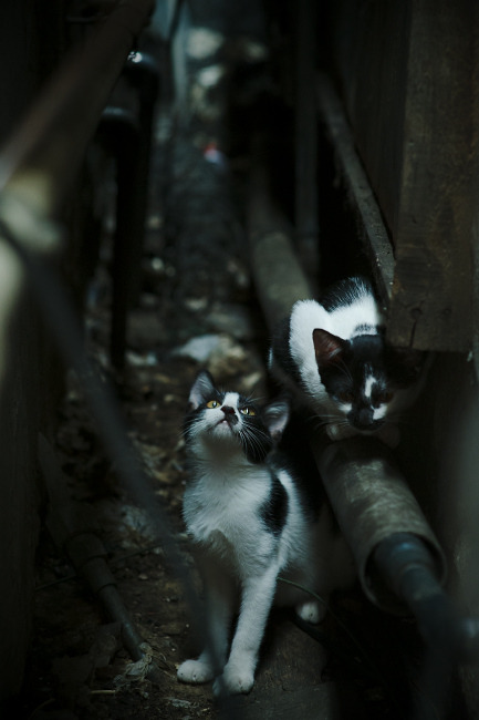 kaiyun体育综合-电竞直播平台多元化内容运营策略及商业变现模式研究，电竞直播创业项目