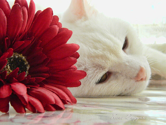 KAIYUNAPP-詹姆斯暂时休战，湖人尚能稳住局面吗？，詹姆斯暂时休战,湖人尚能稳住局面吗英文