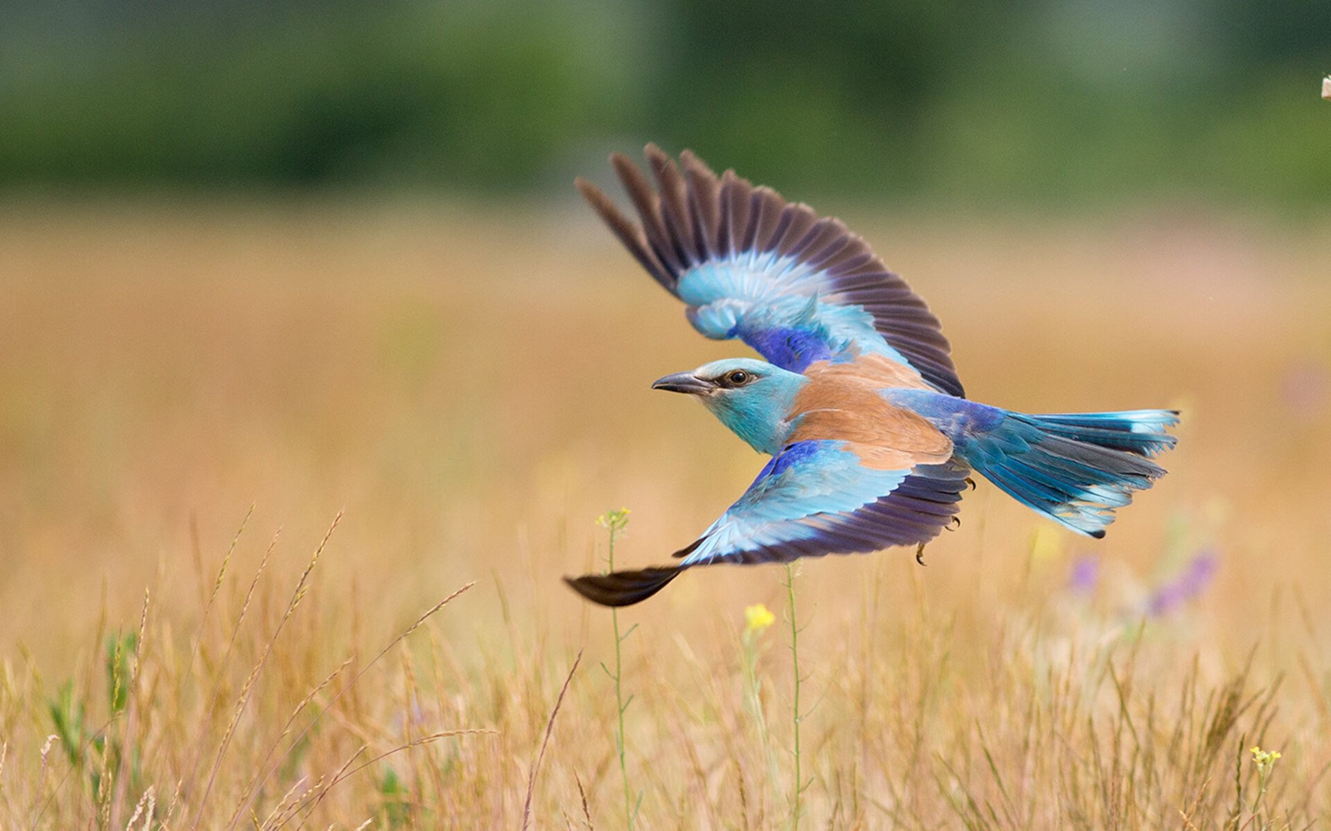 詹姆斯暂时休战，湖人尚能稳住局面吗？，詹姆斯暂时休战,湖人尚能稳住局面吗英文