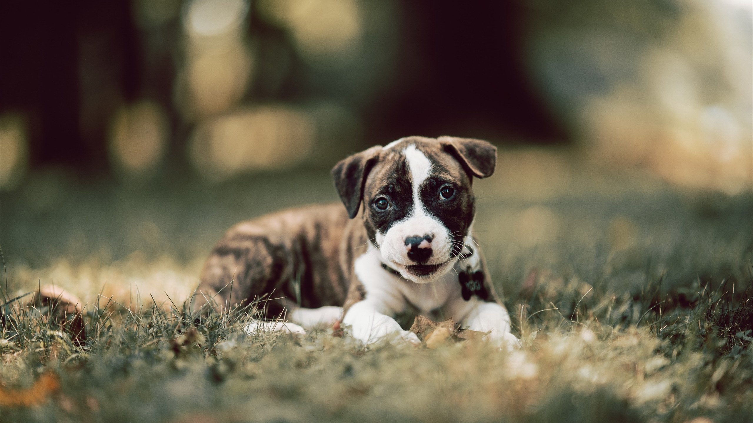 阿根廷击败西班牙，成功夺金，阿根廷和西班牙谁赢了