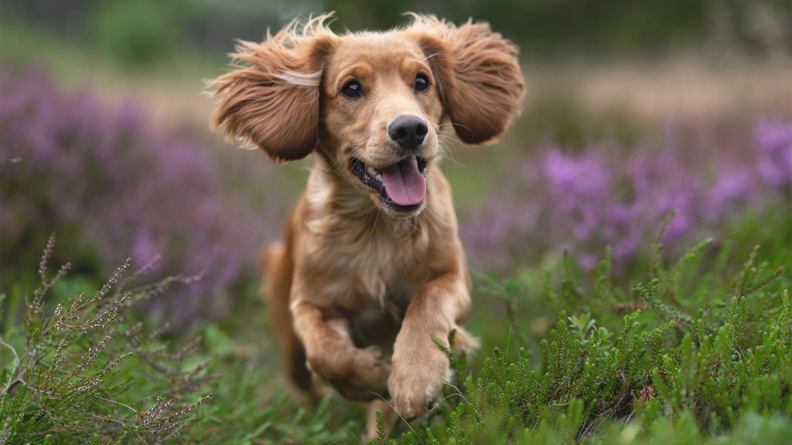 kaiyun登录入口-体育赛事品牌价值评估，体育赛事品牌价值评估方法