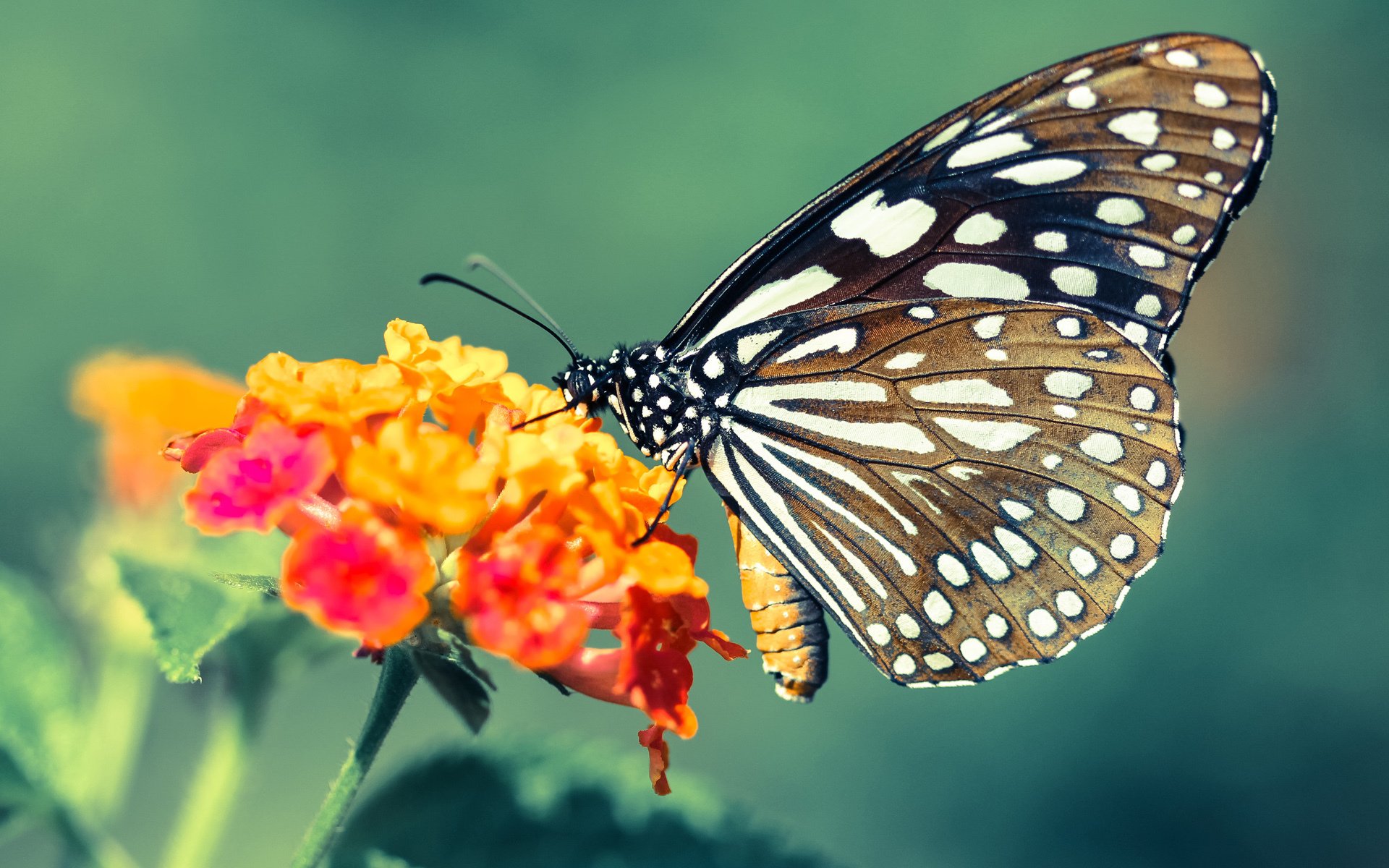 开云官方-全国武术套路锦标赛南北对决精彩纷呈，全国武术套路比赛视频