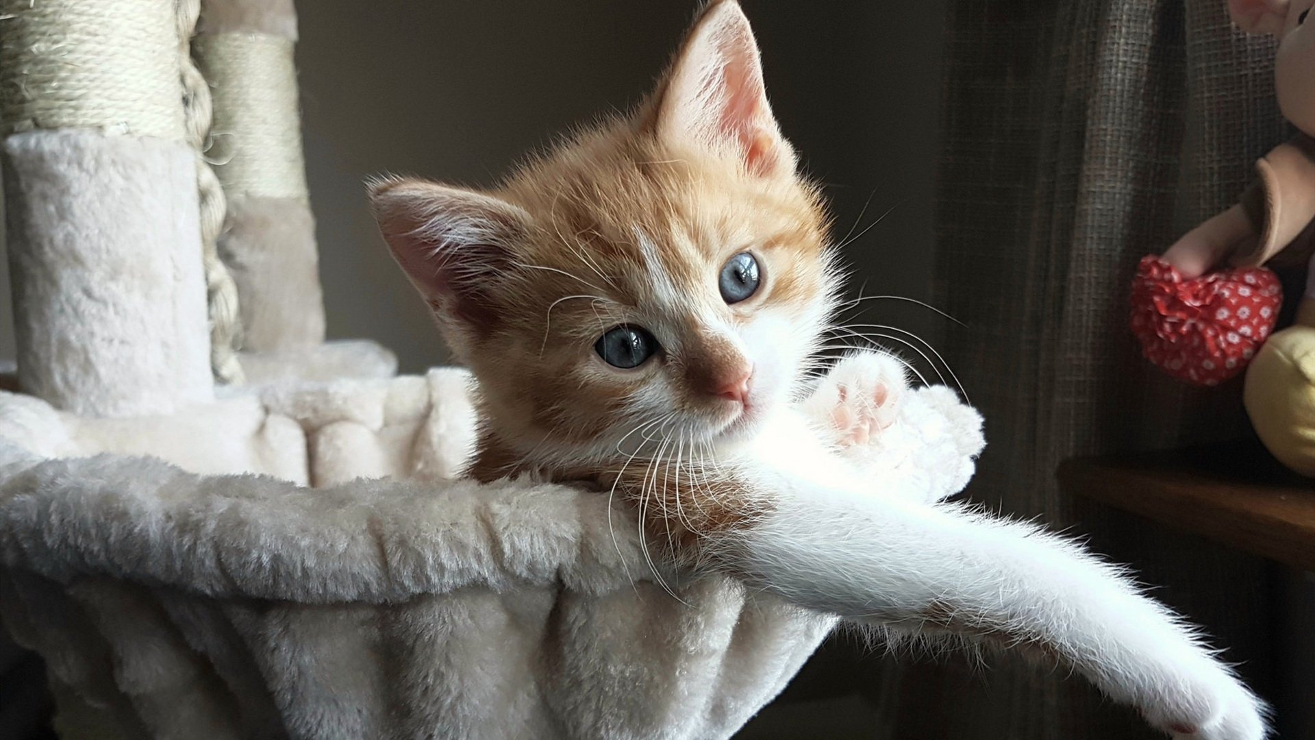 中小学体能训练手册发布推广科学锻炼方法，中小学生体能锻炼视频