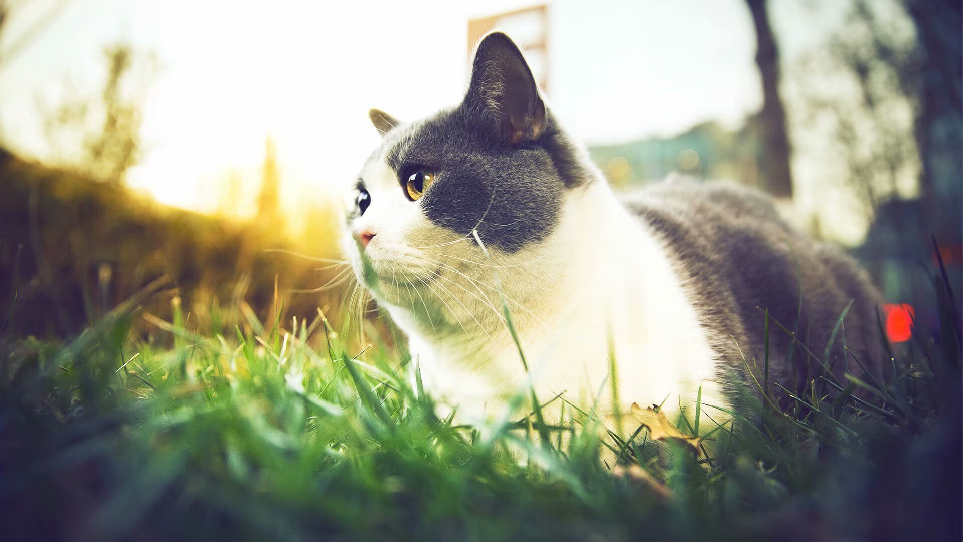 中国队发挥稳定 美澳临场战术取胜，中美澳军演