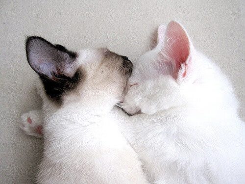 俱乐部财政年度报告显示收入创新高，俱乐部财政年度报告显示收入创新高什么意思