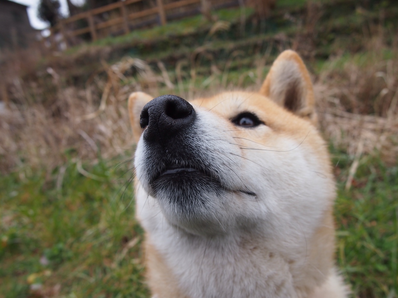 塞尔维亚男篮连续第二次夺得欧洲国家联赛冠军