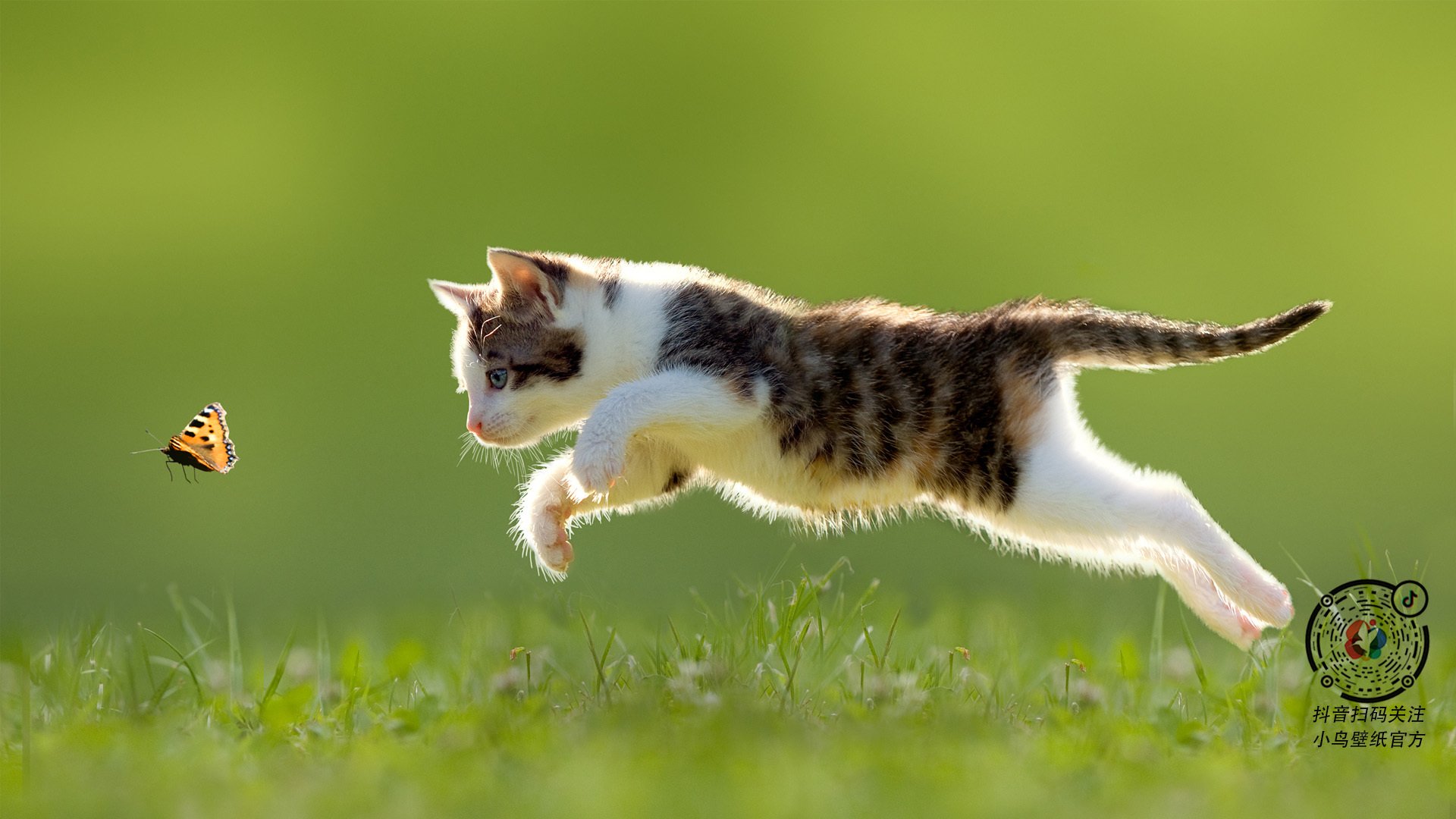 皮特·卡普尔的突破能力和精准的战术执行,让袋鼠队攻守两端均衡