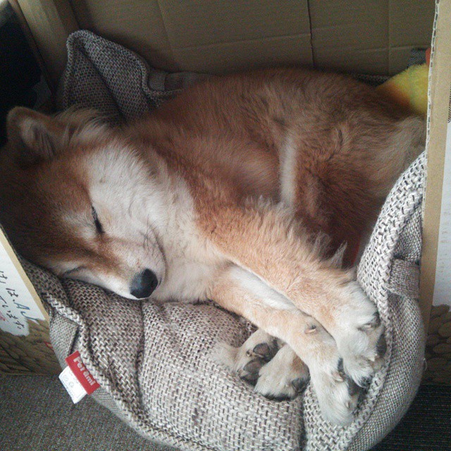 萨默·麦金托什泳池内外双重突破,麦金托什的画