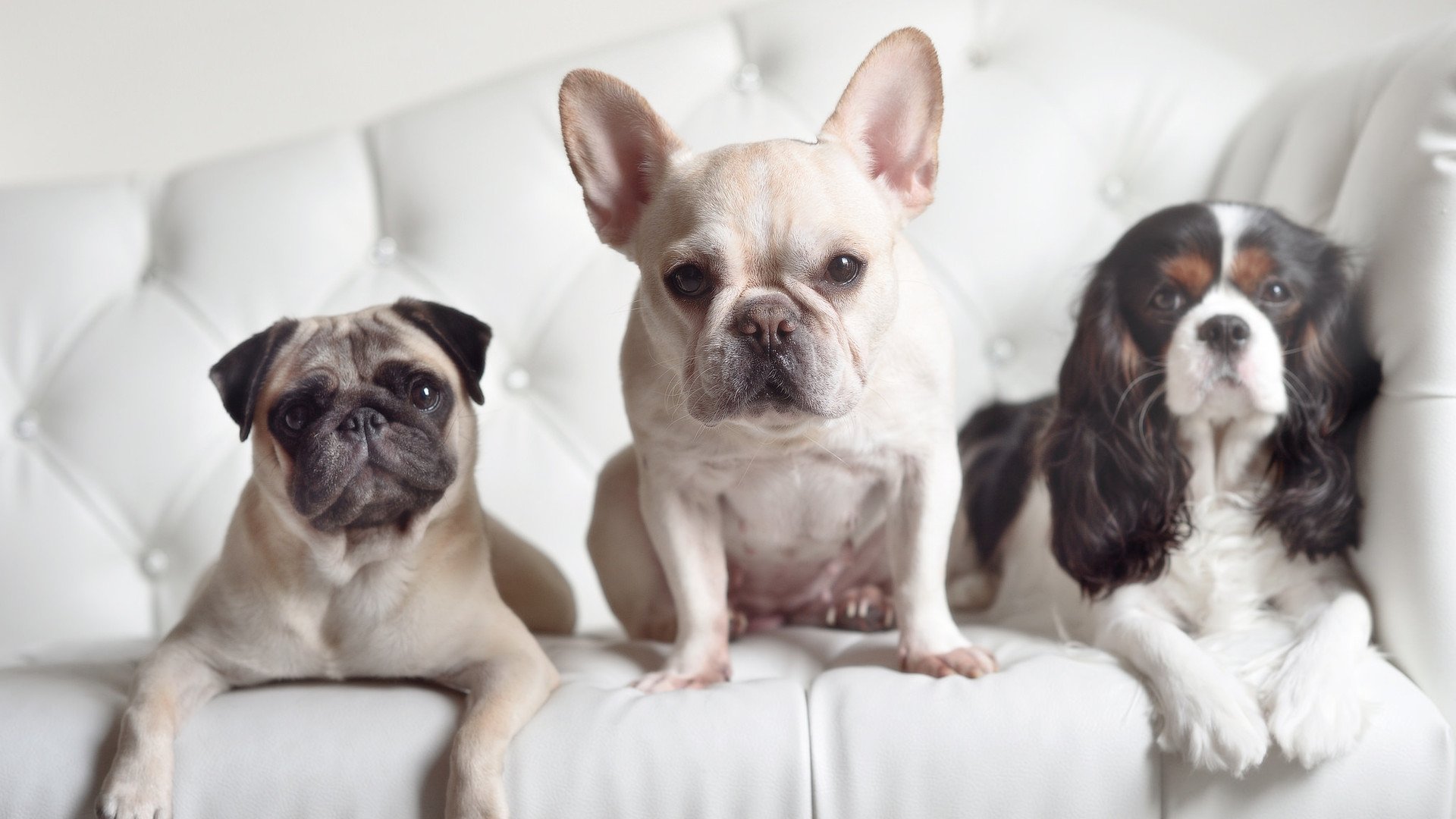 达里尔·基：他用强大的防守能力帮助全黑队在场上占据主动，达里尔哥哥