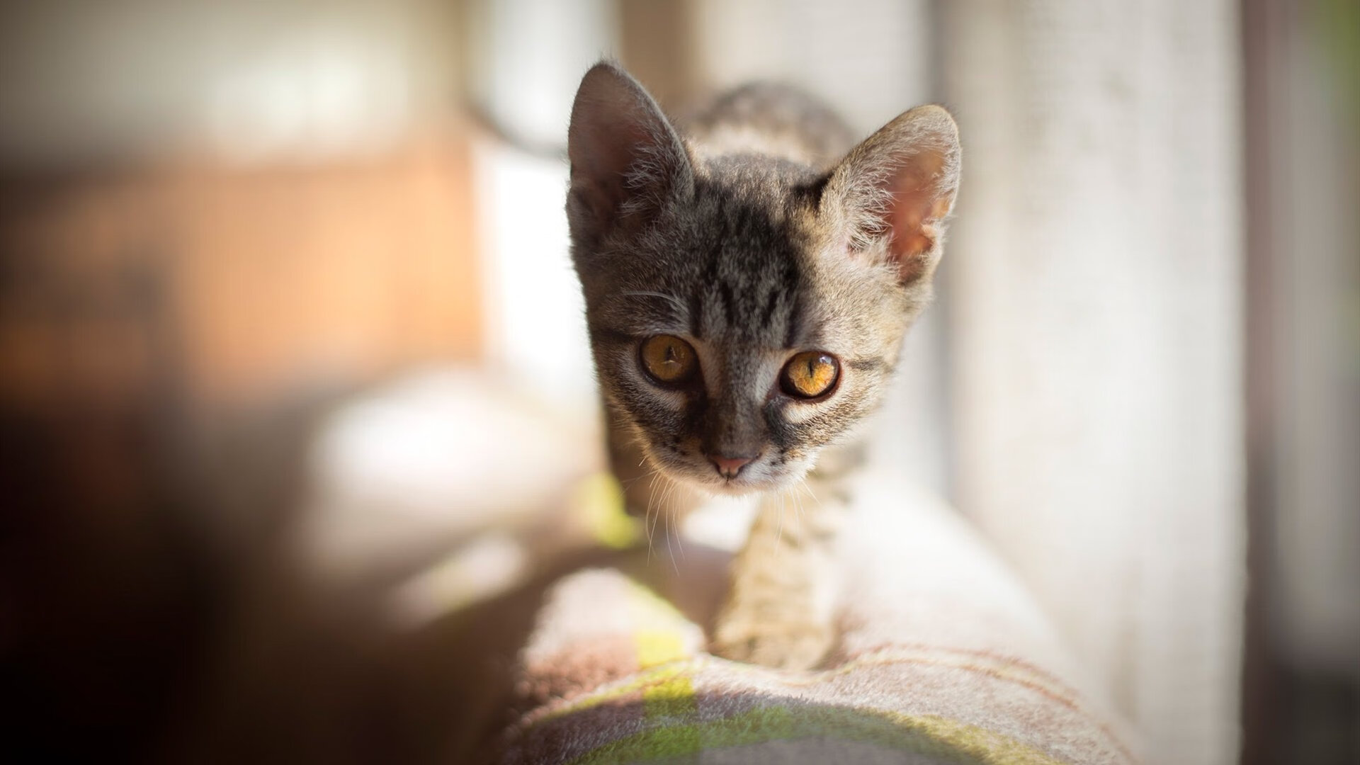 青少年篮球推动选手综合素质评估体系建设，青少年篮球身体素质训练